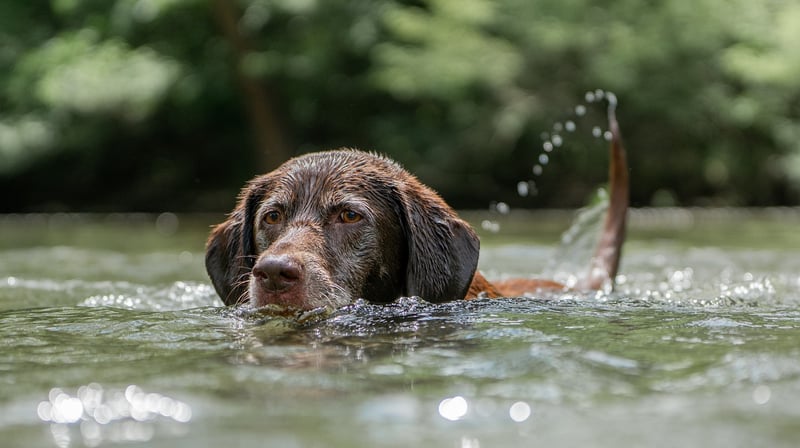 Pet-Friendly Options
