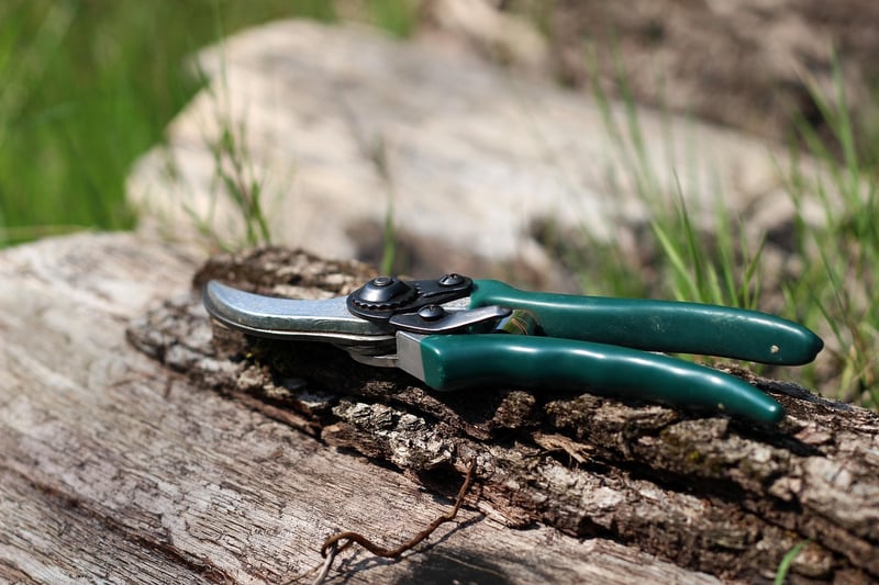 Pruning Guide