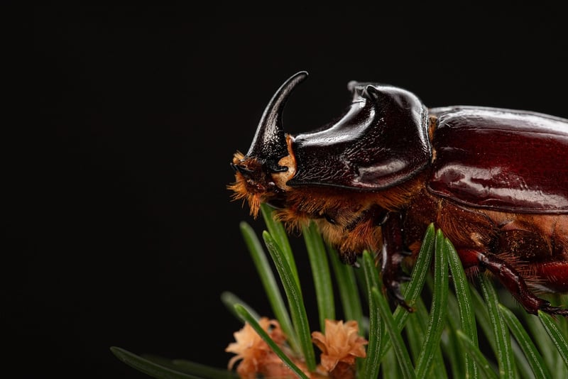 Pest Management