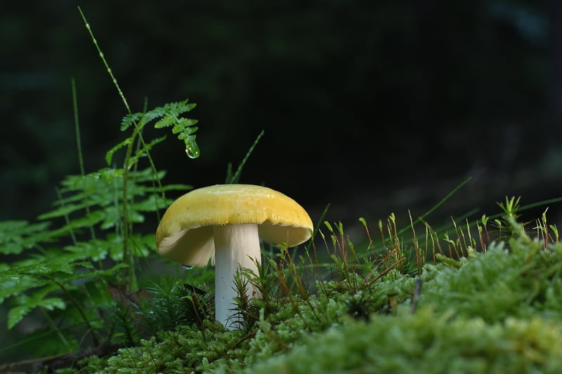 Fungus Gnats
